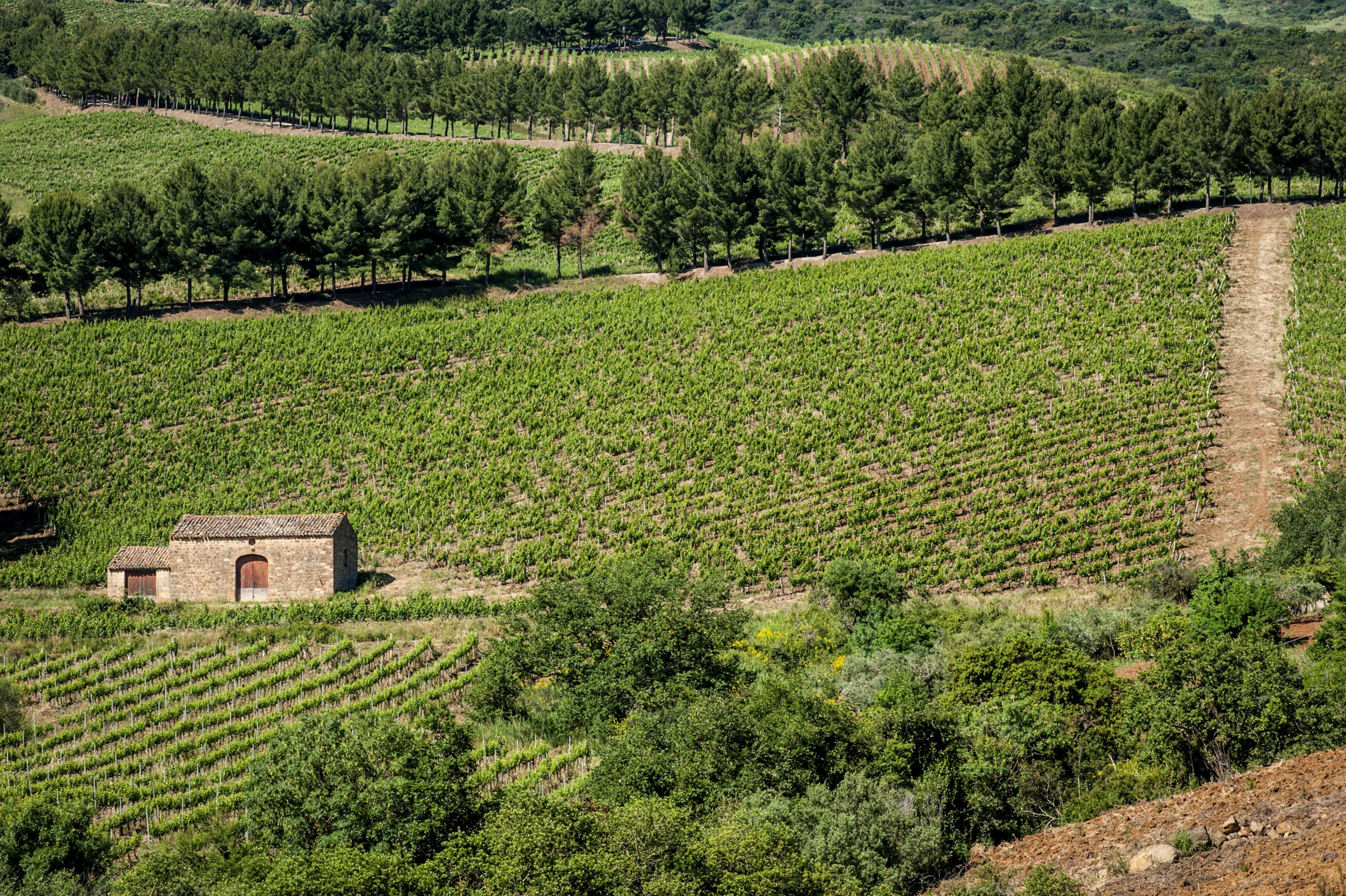 Relais Abbazia Santa Anastasia Resort & Winery Castelbuono  Exterior foto